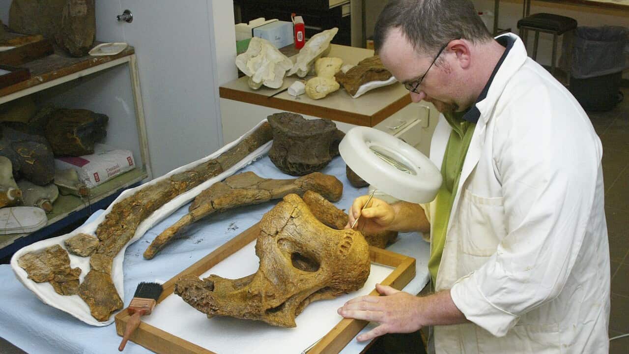 Palaeontologists Un-Earth Dinosour Bones In Queensland