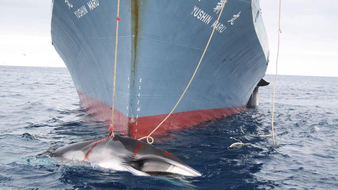 japanwhaling2_140330_aap.jpg