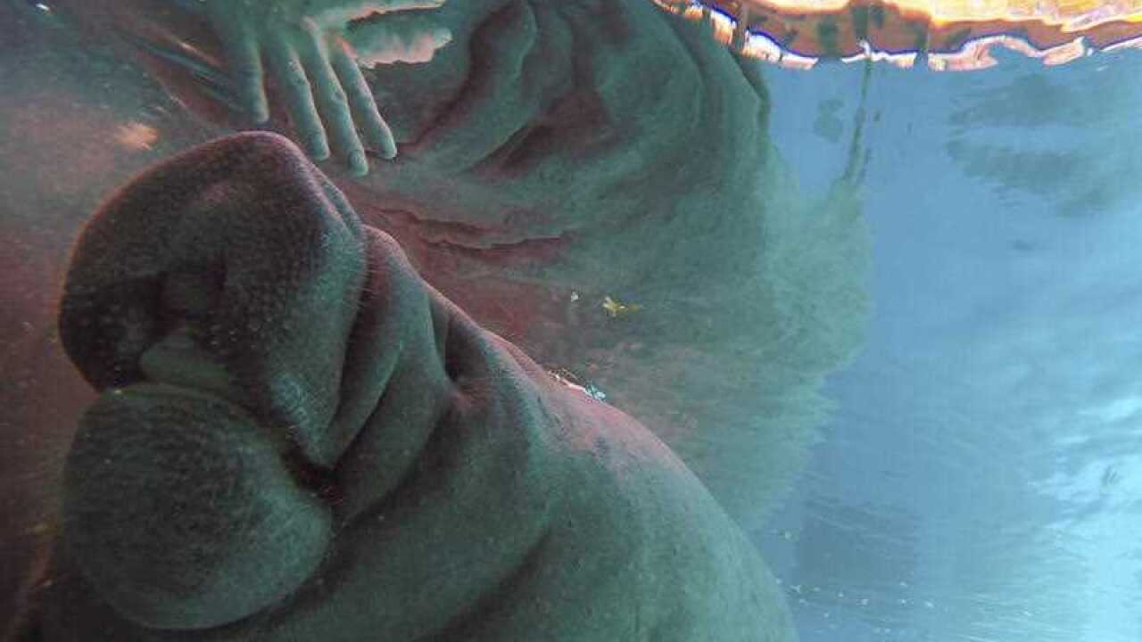 In this underwater image made from video, Miami Seaquarium assistant animal care supervisor Jessica Schiffhauer prepares to feed and give vitamins to a rescued manatee, Thursday, Jan. 7, 2016, at Miami Seaquarium in Miami. 