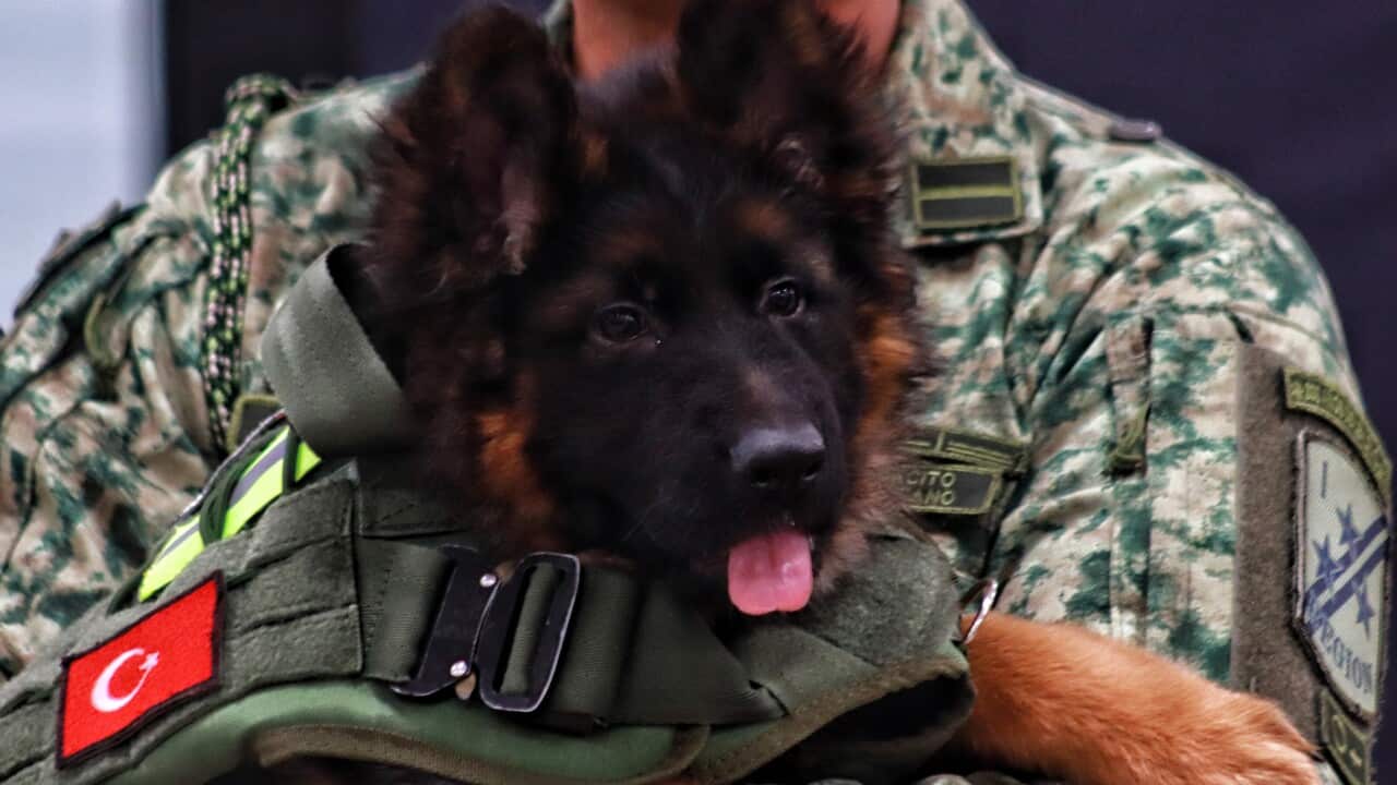 Mexico: Dog Donated by Turkey Arrives in Mexico