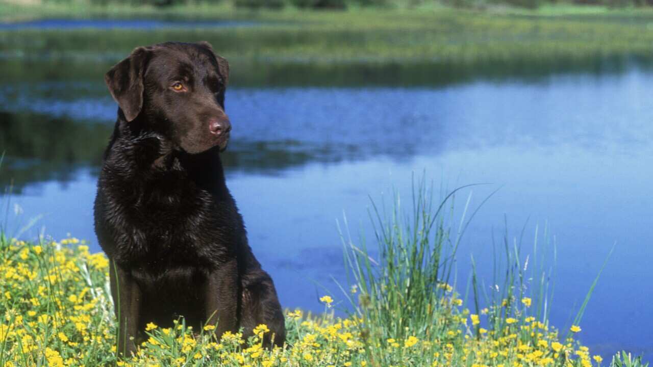 Dog named Trigger shoots owner in the foot in Indiana SBS News(02)