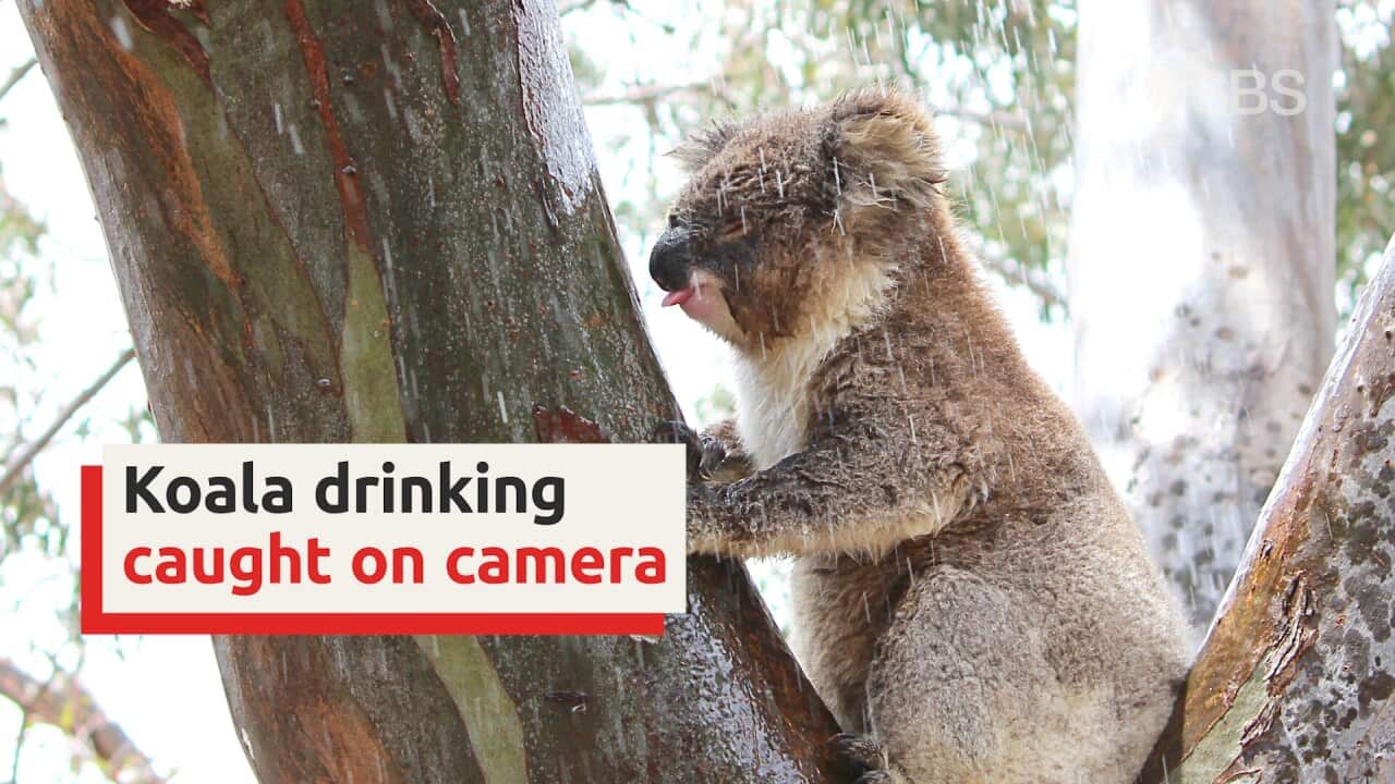 Koala drinking