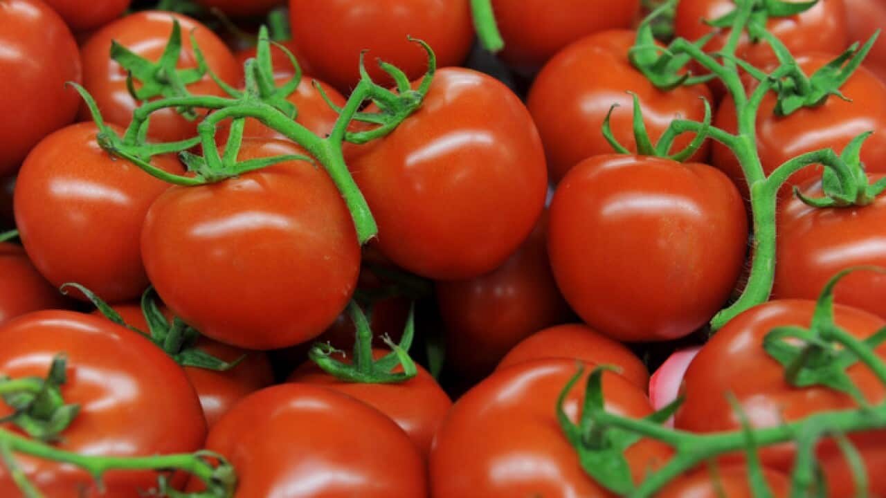 Truss tomatoes sit on a stall at a fruit store in Sydney on Wednesday, Sept. 11, 2013. (AAP Image/Paul Miller) NO ARCHIVING