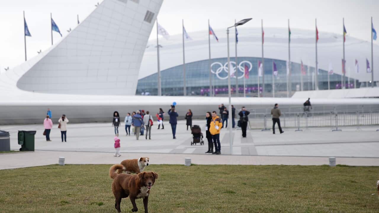 140212_SOCHI_DOGS_GETTY.jpg