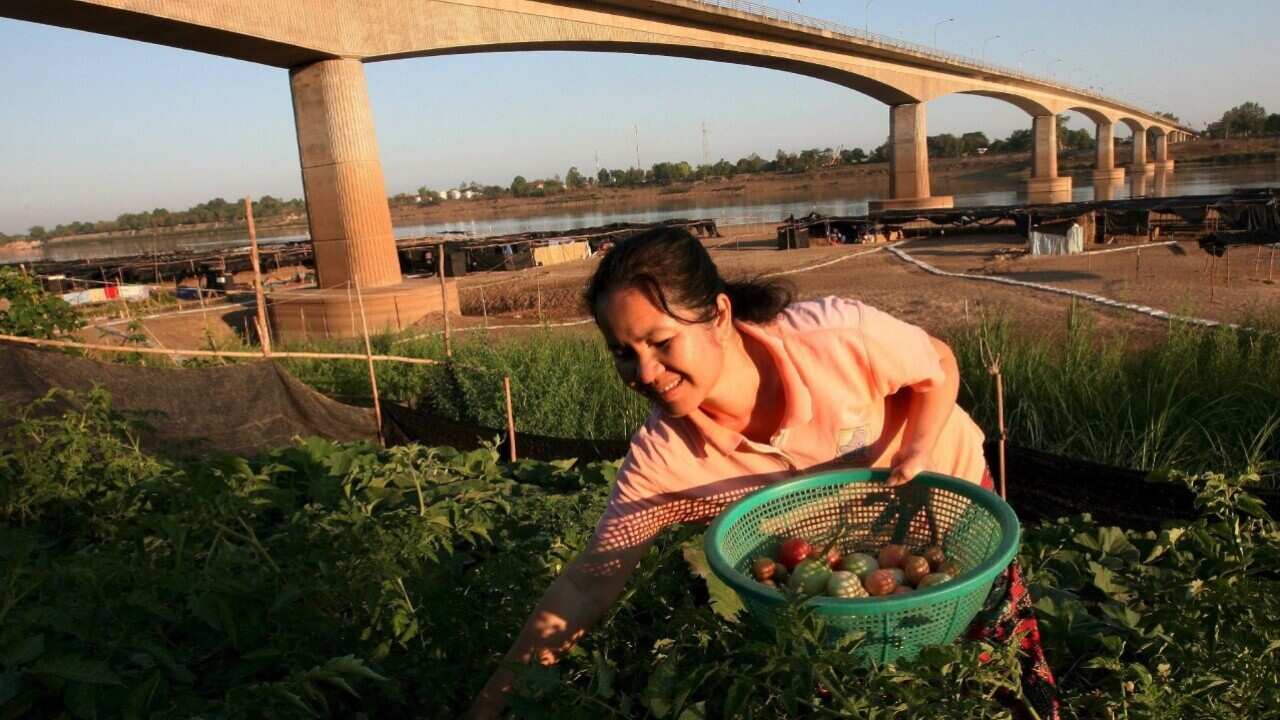 Picking fresh tomatoes from a vegetable a garden under the Nong Khai - Tha Naleng Friendship Bridge (AAP Image - EPA - BARBARA WALTON)