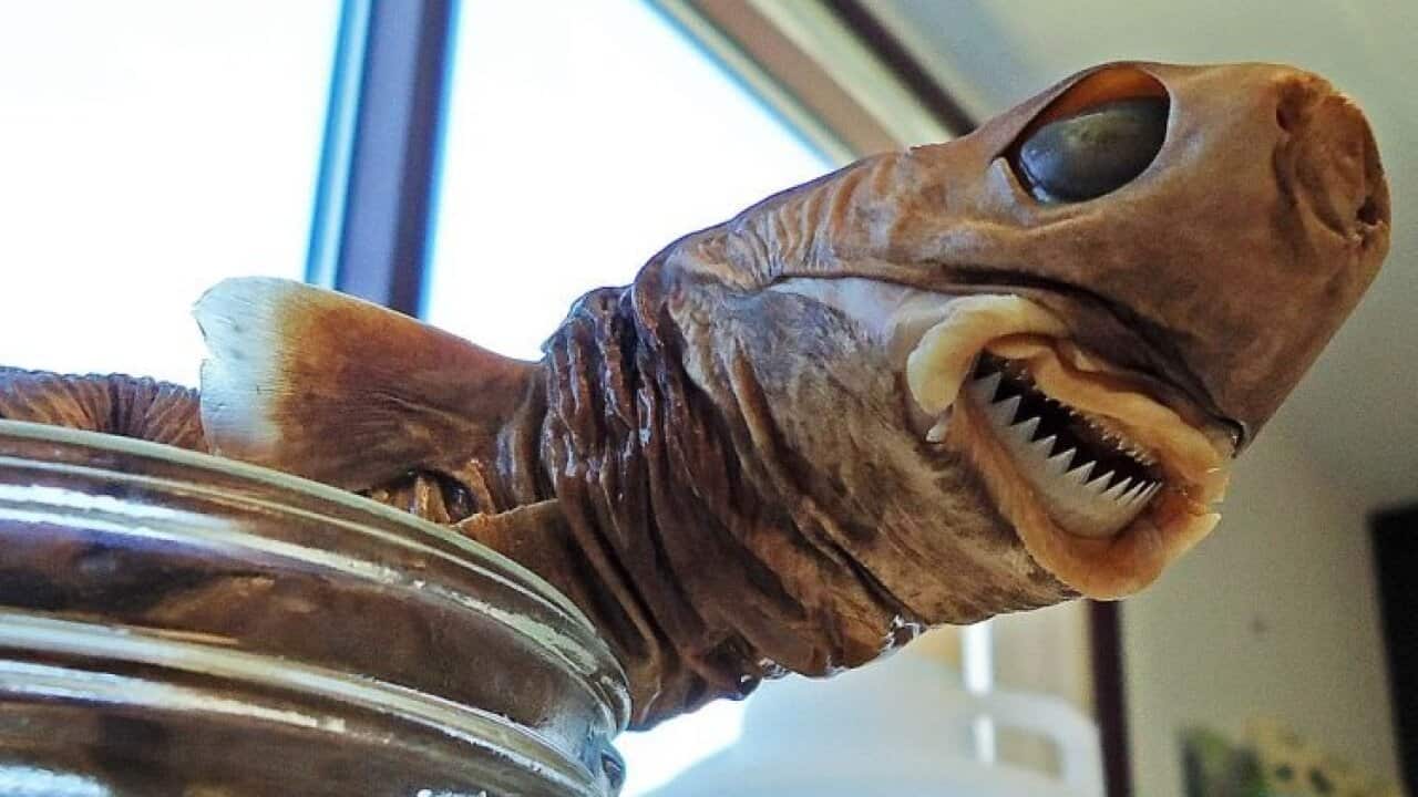 A cookie cutter shark specimen in a lab (Supplied-NOAA).jpg
