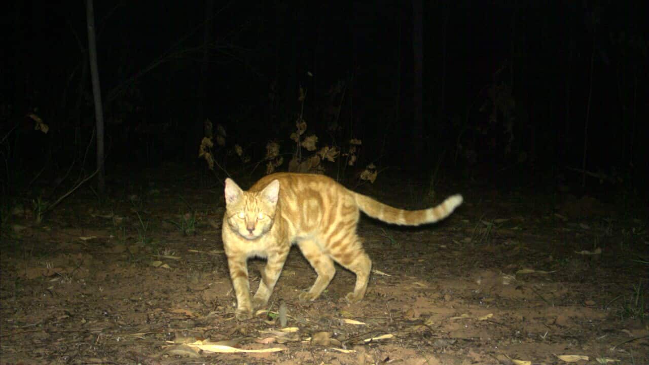 A feral cat in Kakadu National Park in the Northern Territory.