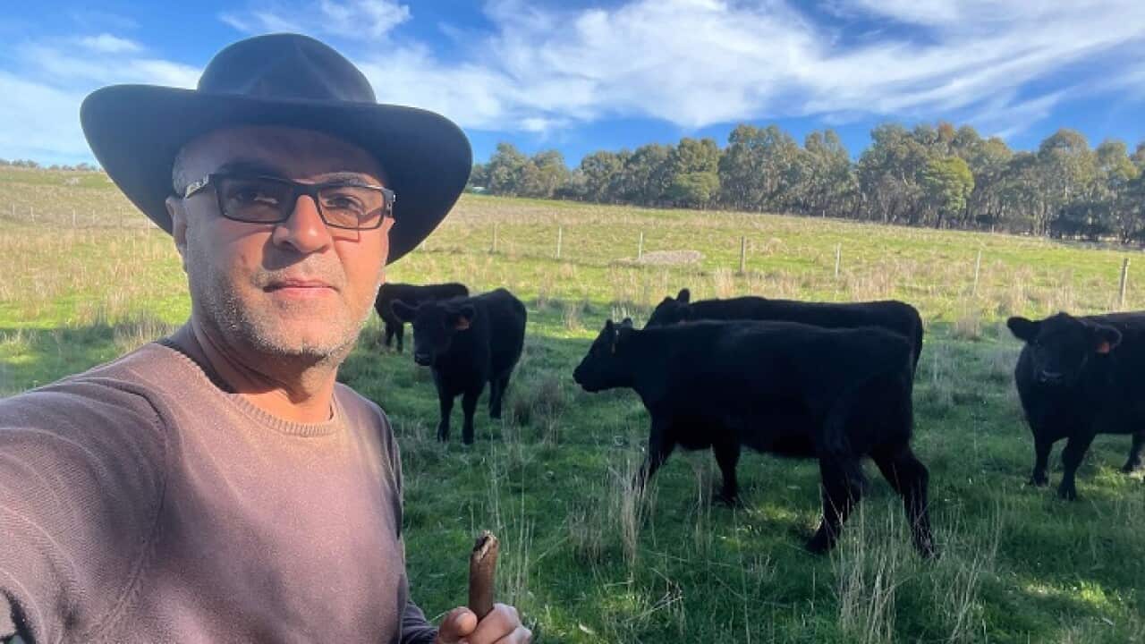 Hamoudi in his farm with Cows.jpg