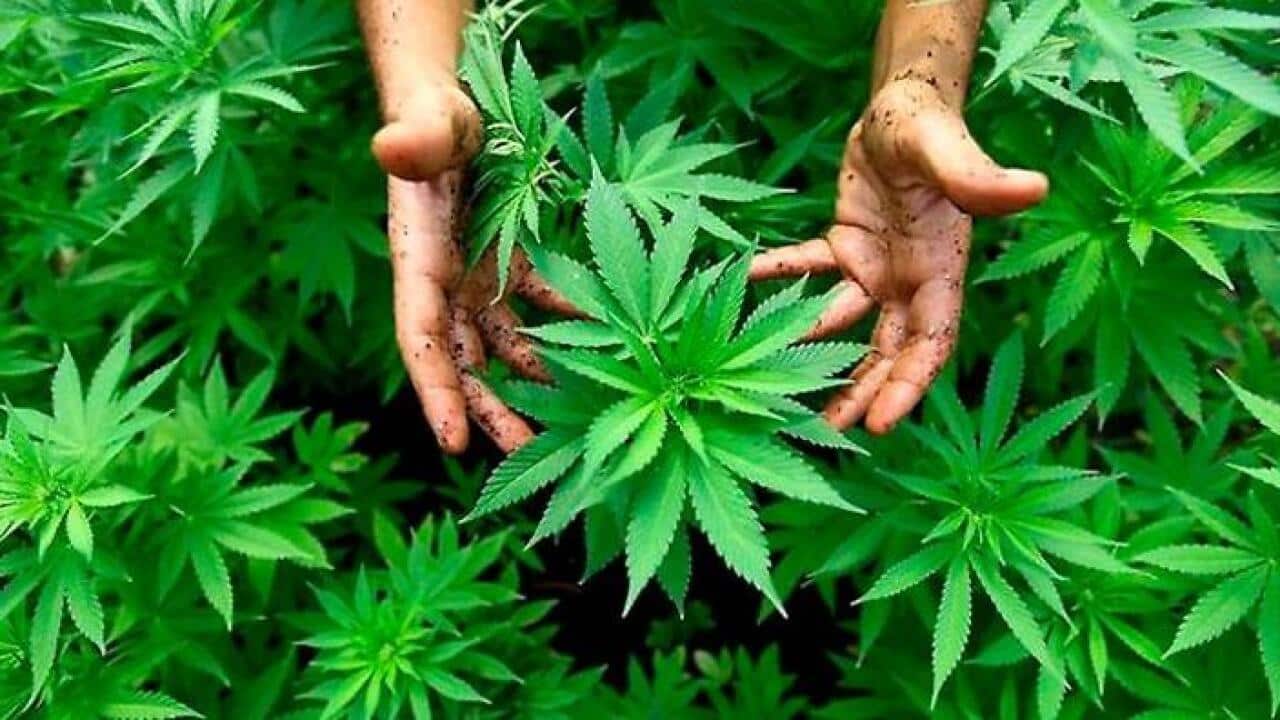 Marijuana - Getty