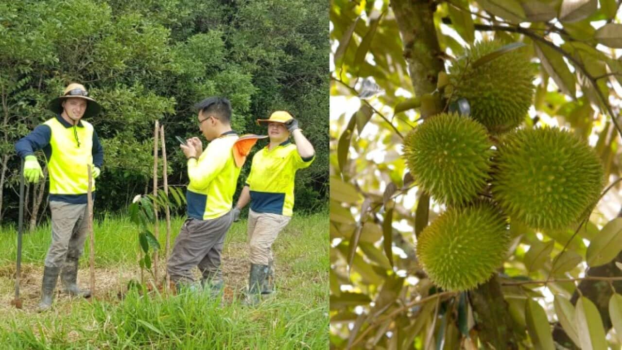 Durian farm