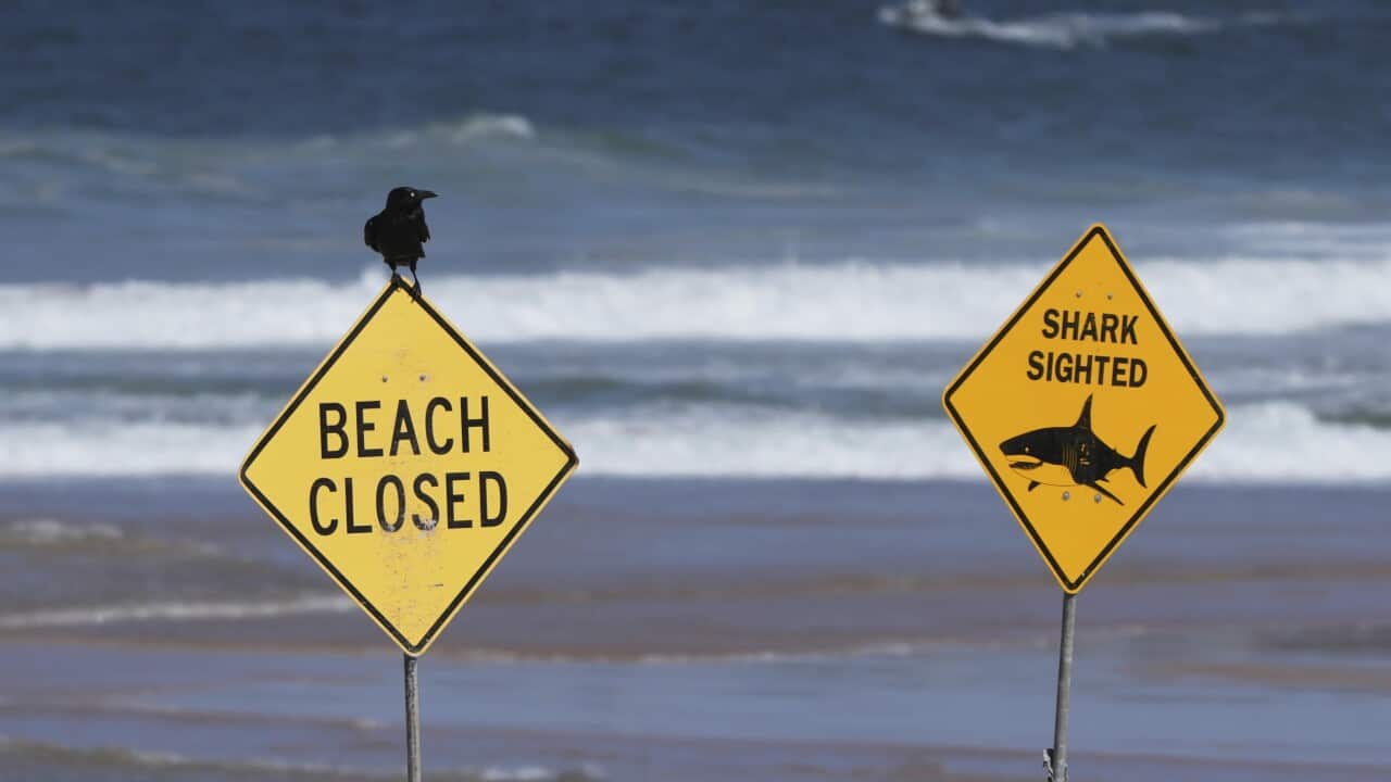 Signs are seen near the site of a fatal shark attack at Dee Why Beach in Sydney