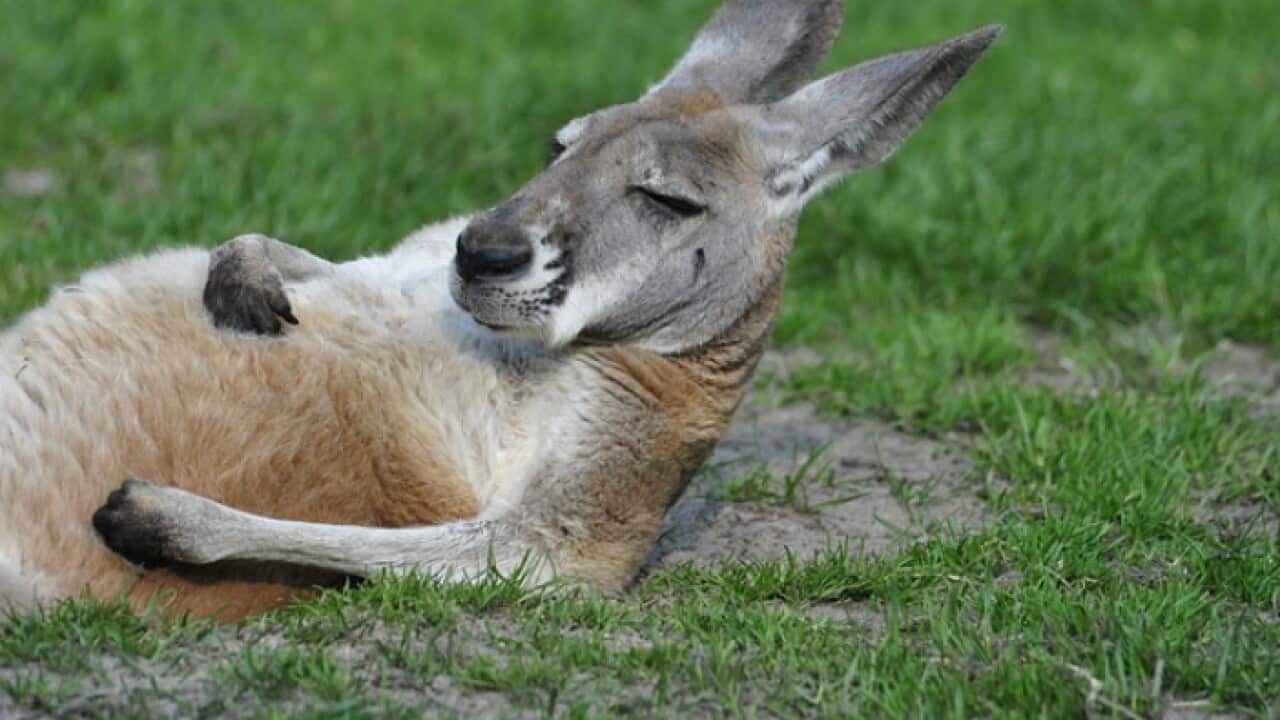 Kangaroo