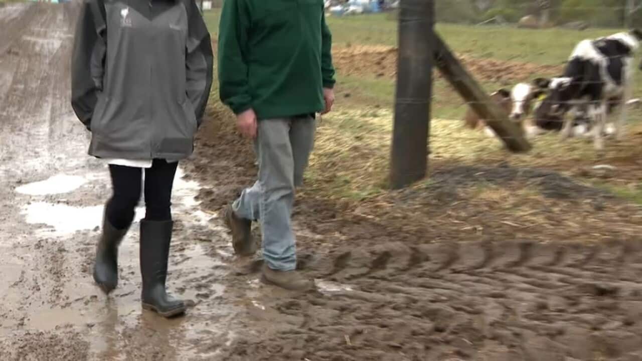 The mud on John Fairley's farm