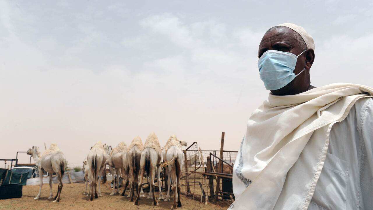 Saudi Arabia has urged its citizens and foreign workers to wear masks and gloves when dealing with camels to avoid spreading the Middle East Respiratory Syndrome (MERS) coronavirus. (AFP)