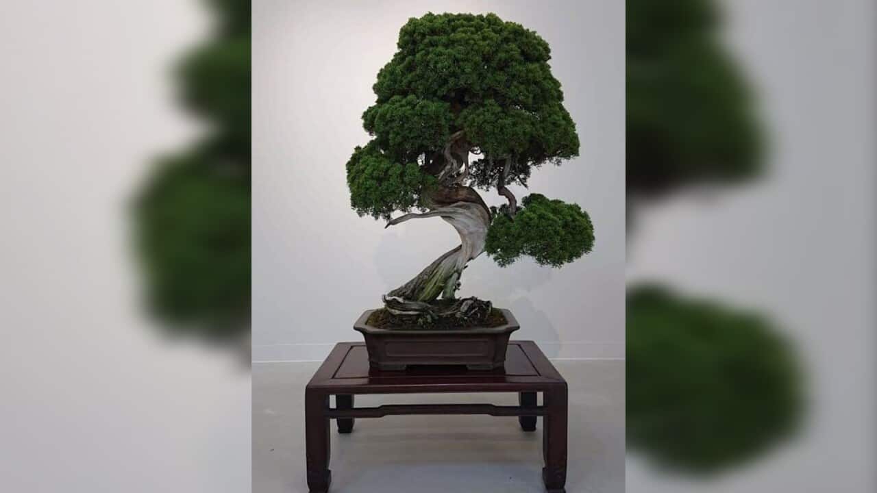 The 400-year-old Shimpaku Juniper bonsai is worth $127,000.