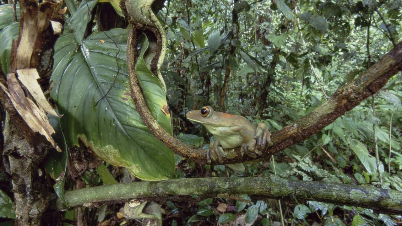 South American Map Frog (Hyla geographica)