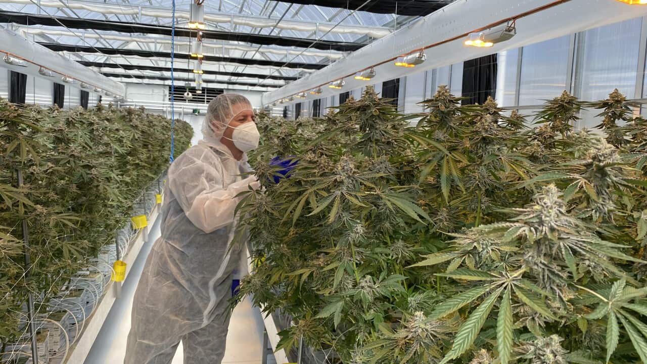 A cannabis growing facility near Armidale, NSW (AAP)