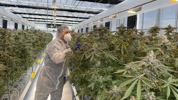 Medicinal cannabis boom complicates drug testing image