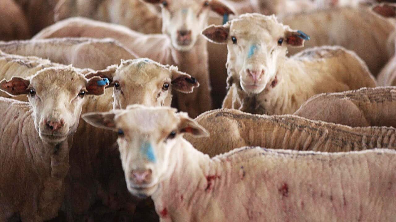 Labor has promised to end live sheep exports.