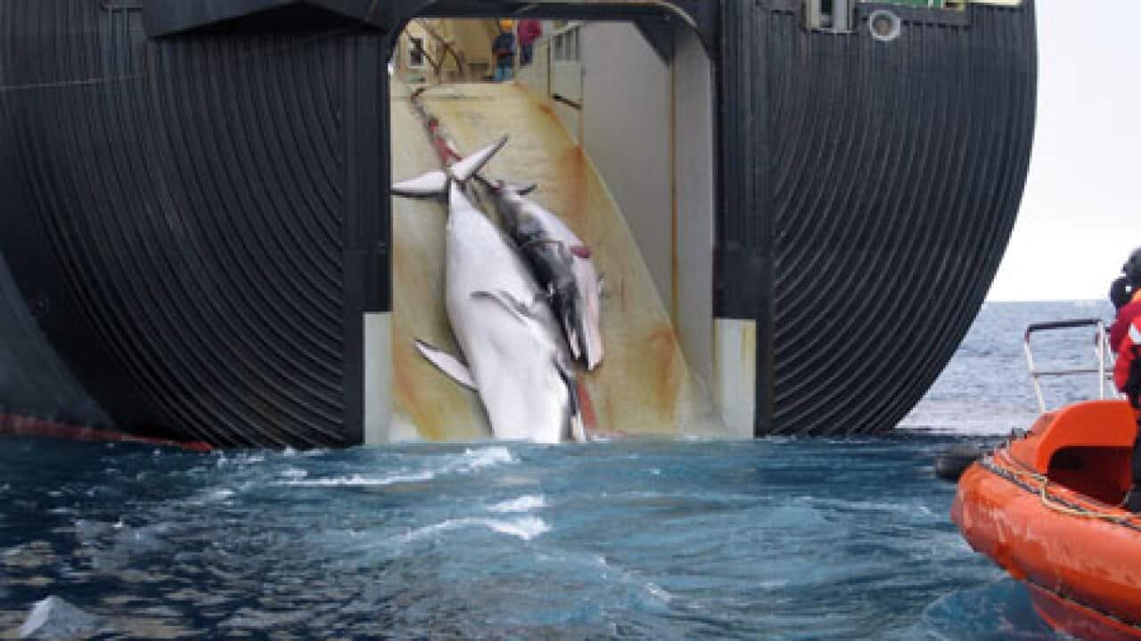 Whaling_Maru2_ant_100226_B_aap_1671082038