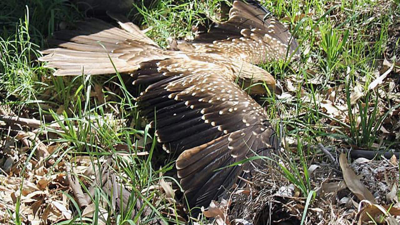 Supplied picture of an ill raptor