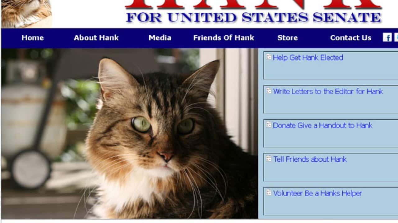 hank_cat_160812_837760481