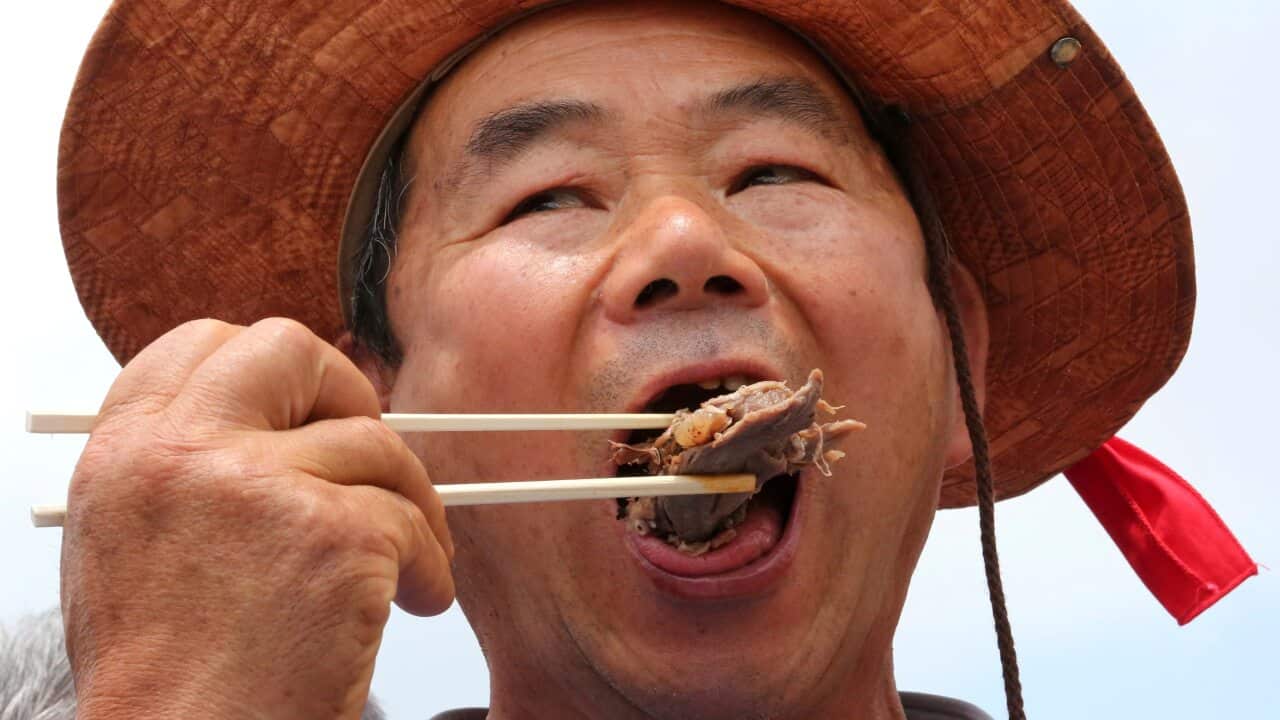 A member of the Korean Dog Meat Association eats dog meat during a rally.