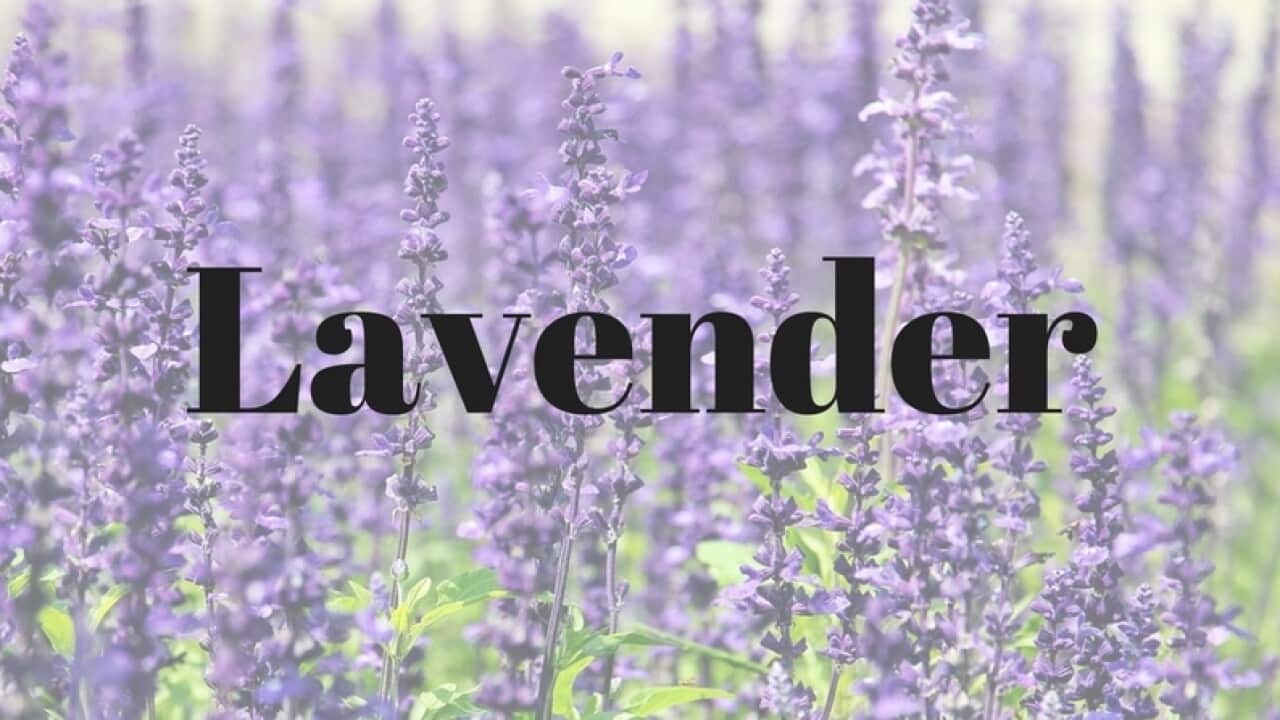 Lavender