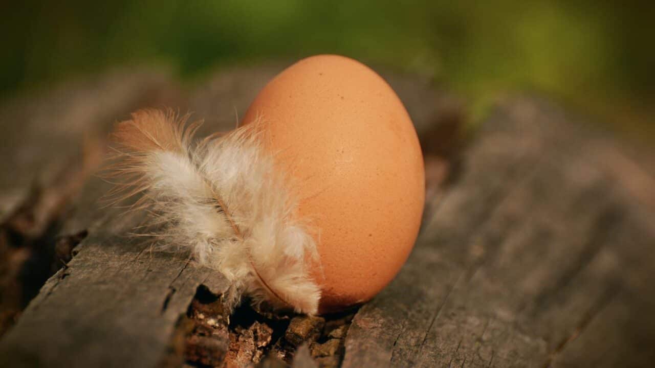 Image for read more article 'why do we buy free-range?'