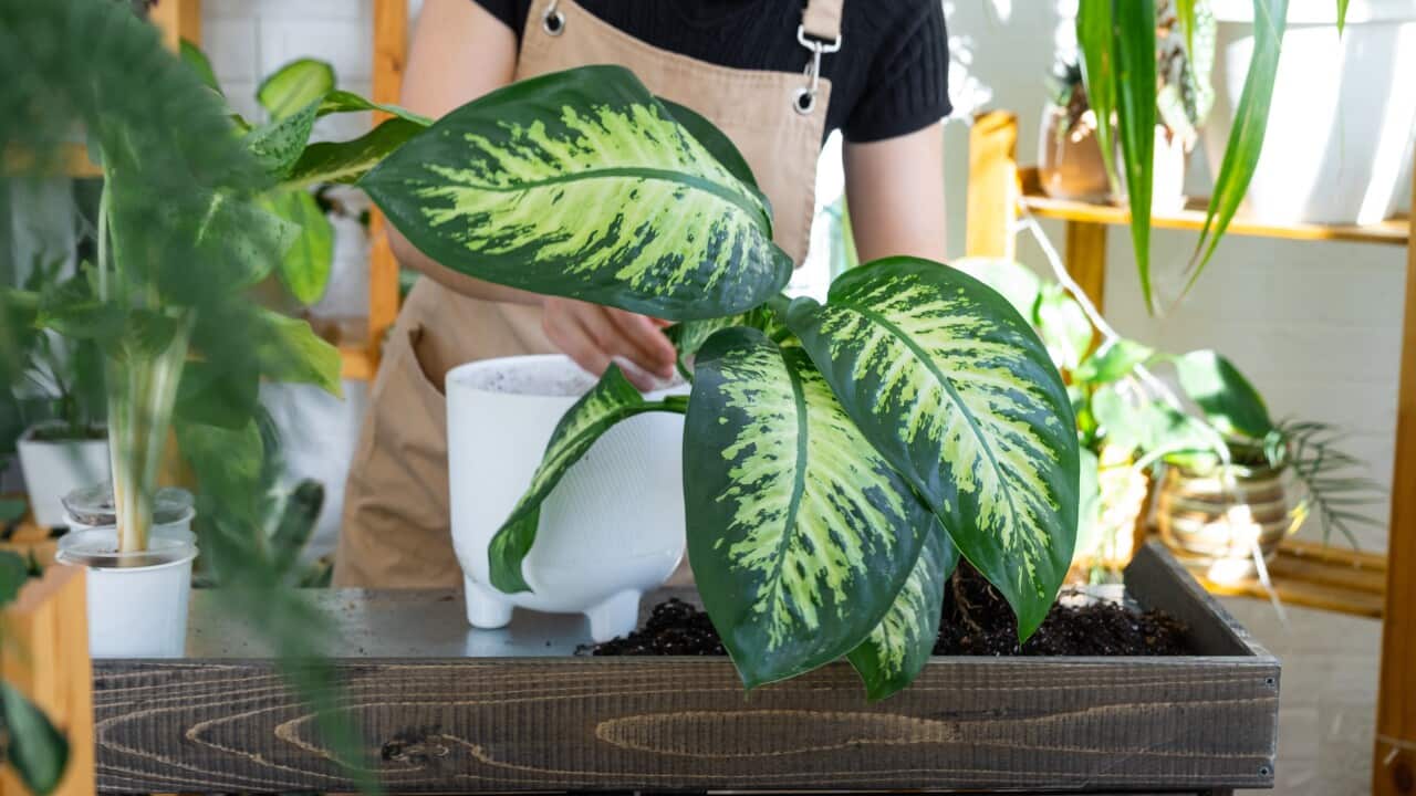 Repotting and caring home plant dieffenbachia seguine Tropic Snow into new pot home interior. Woman breeds and grows plants hobby, holds Varietal diffenbachia with large spotted leaves, large size