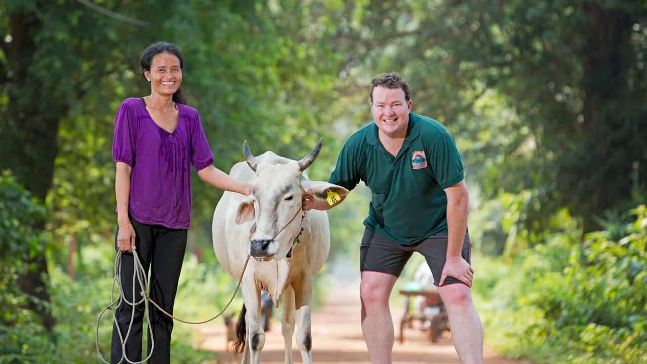 cows cambodia.jpg