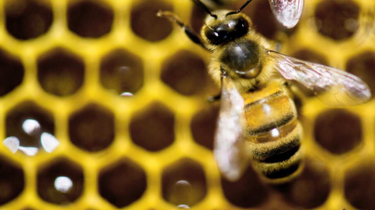 A hive of honey bees is on display