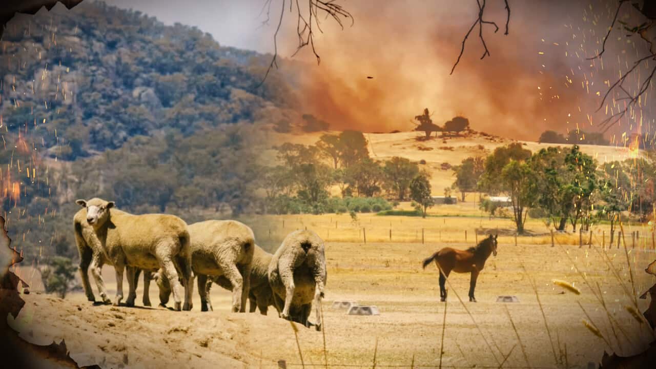 A composite of sheep and a horse near fires