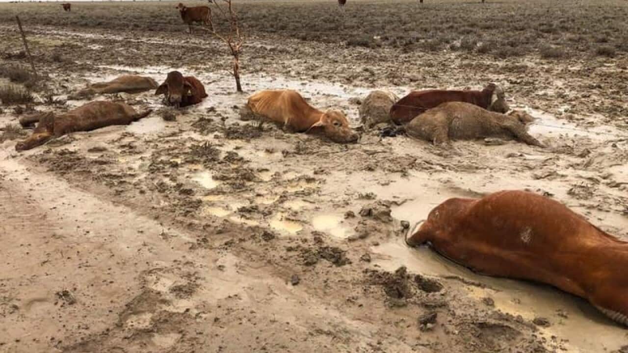 trapped and dead livestock caused by flooding