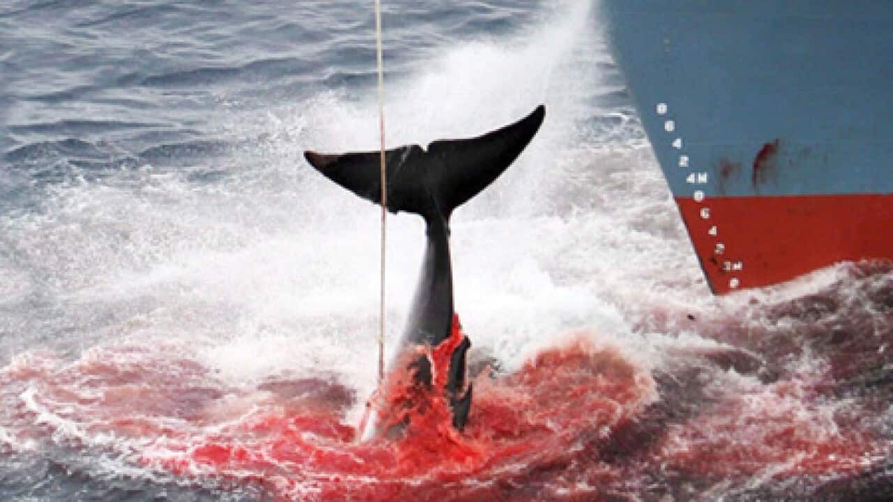 whaling_1312_B_aap_1441069719