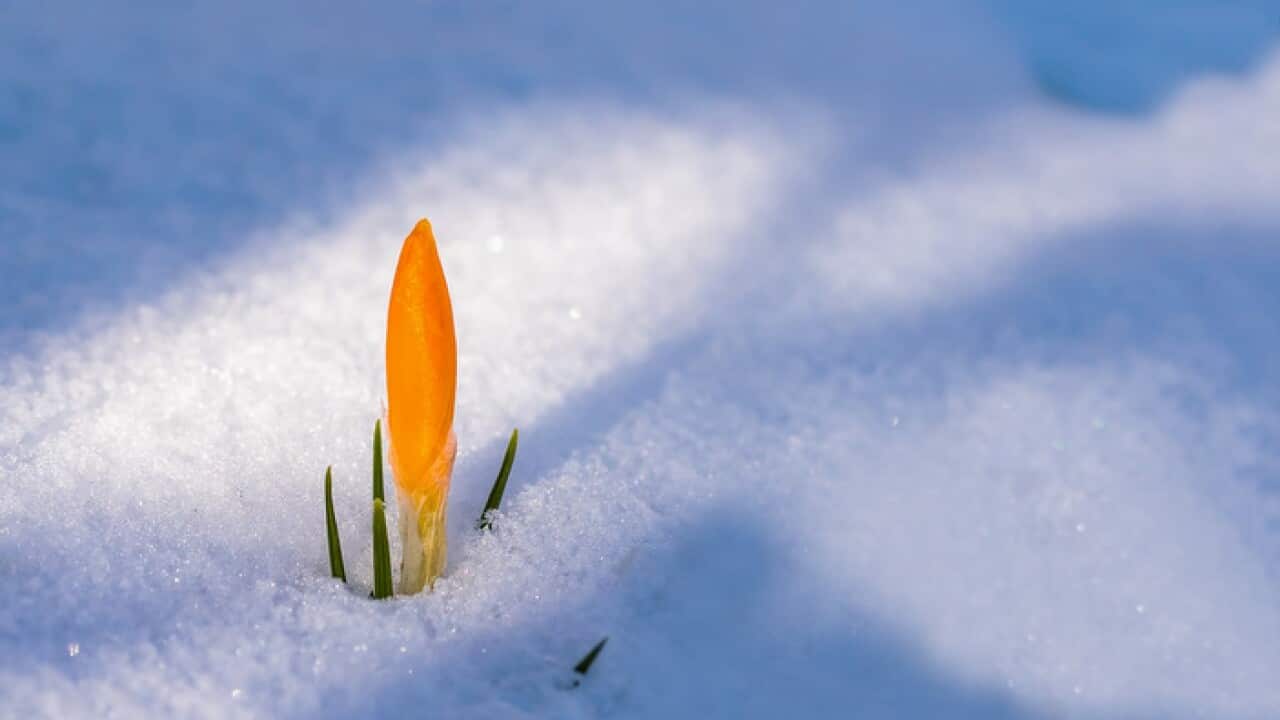 Crocus