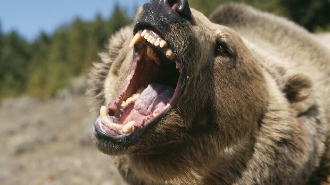 GRIZZLY BEAR - ROARS AT CAMERA (Ursus arctos horribilis) (AAP/Mary Evans/Ardea/M. Watson) | NO ARCHIVING, EDITORIAL USE ONLY