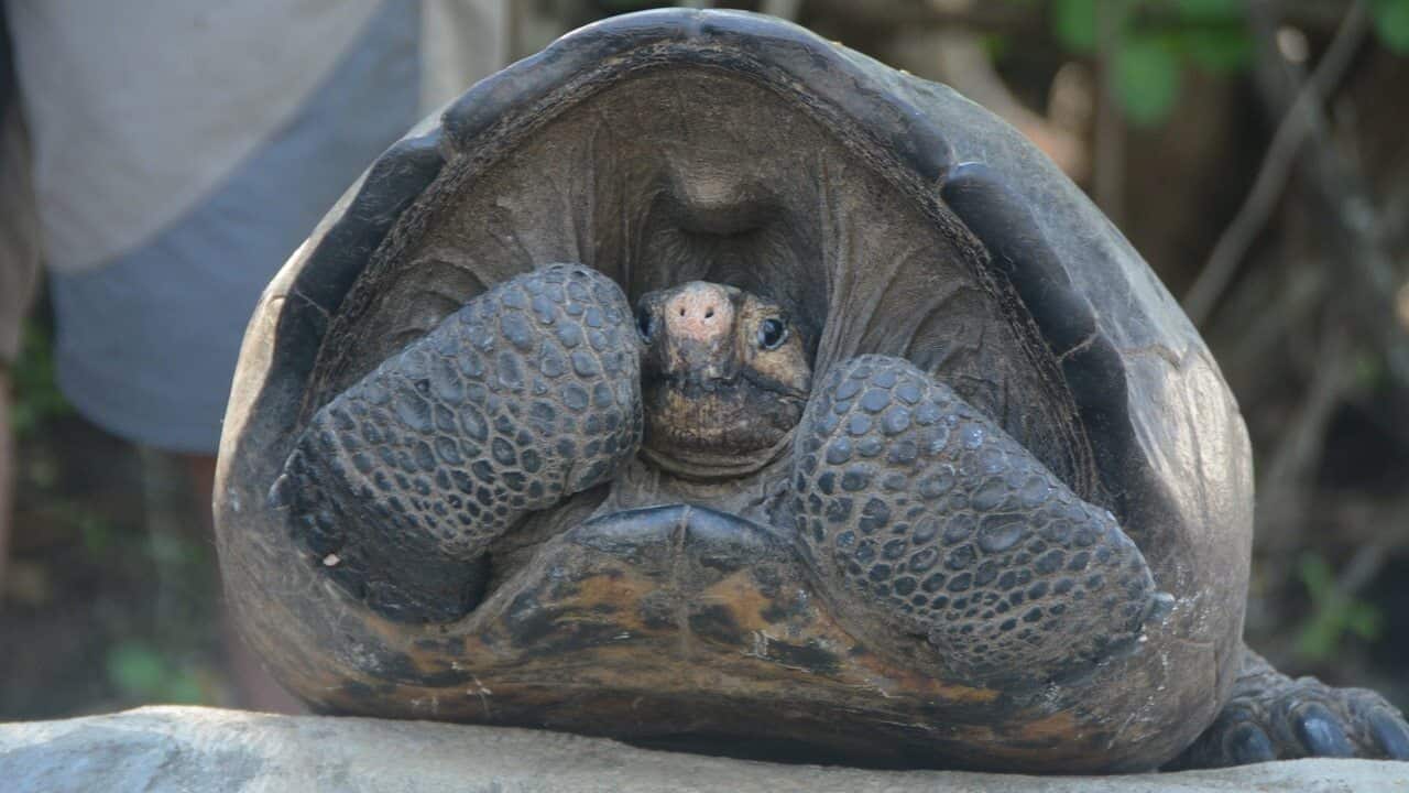 The adult female turtle found on Fernandina Island weighs 20 kilos.