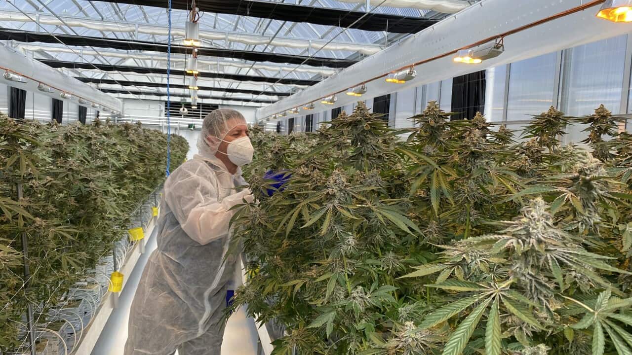 MEDICAL CANNABIS AUSTRALIA