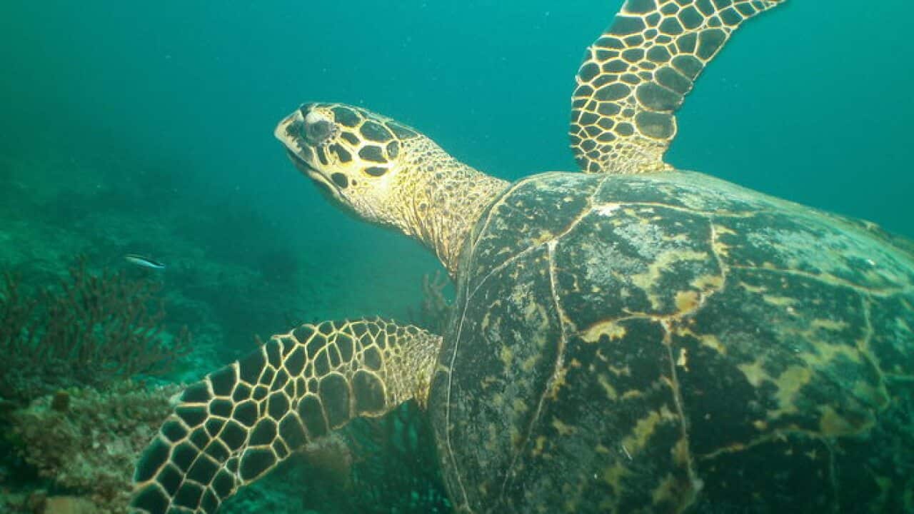 A Hawksbill turtle in the waters off Queensland's Heron Island