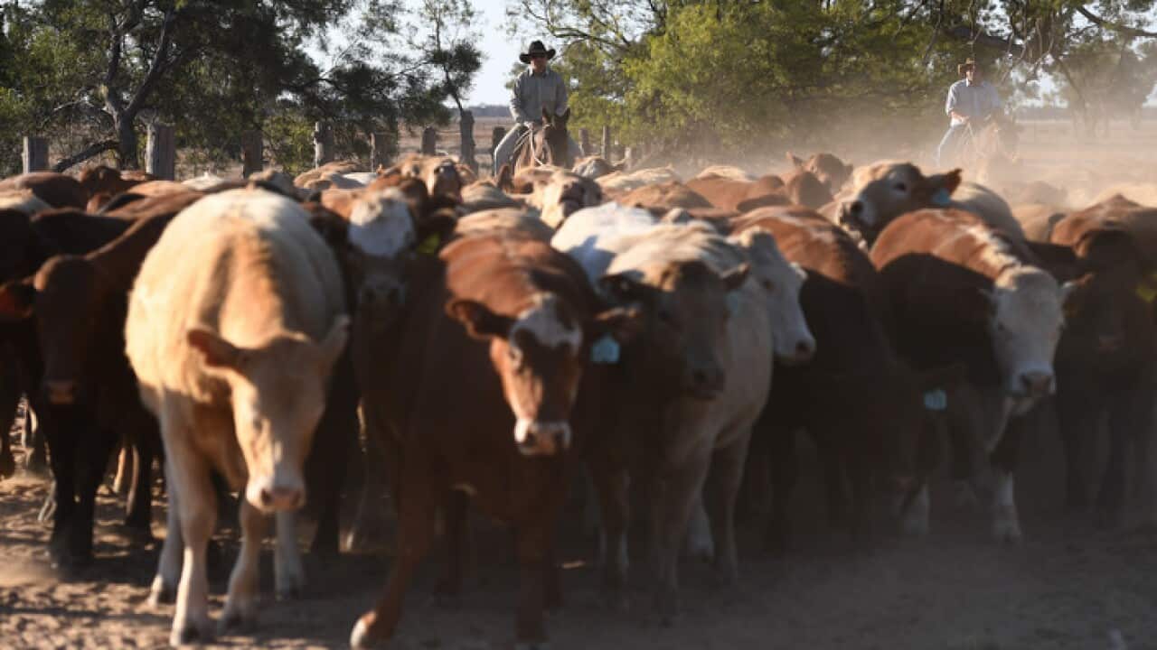 Cattle being mustered near Dirranbandi, Queensland
