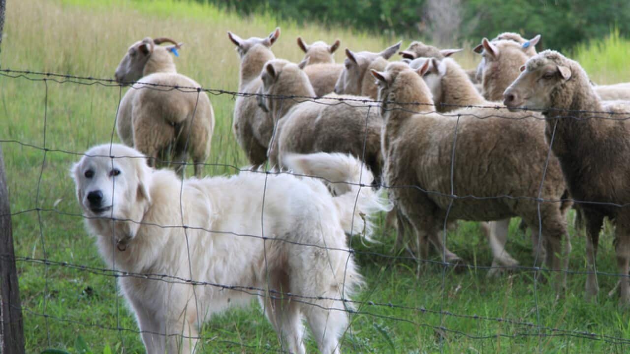 Sheep Ban
