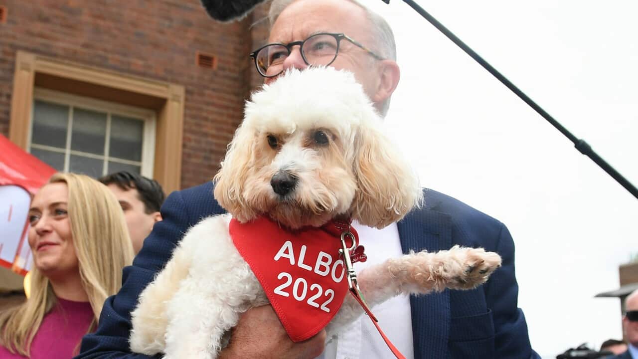 A man carries a dog in a crowd.