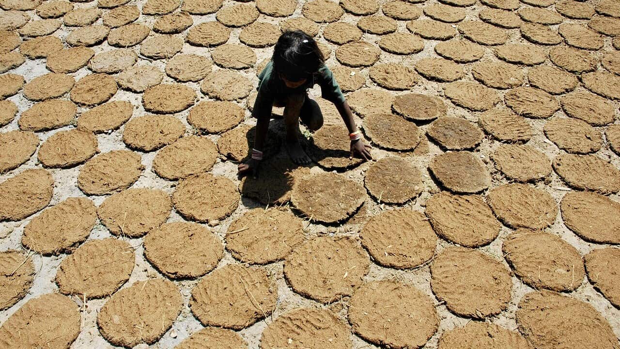 A child dries cow dung cakes in Gurkhabasti, on the outskirts of Agartala, the capital of India's northeastern state of Tripura.