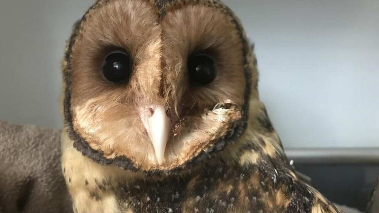 The masked owl nicknamed Marlon.