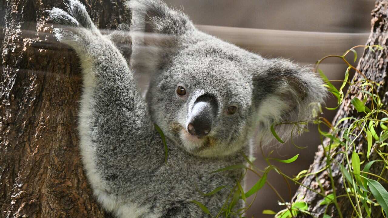 Koala