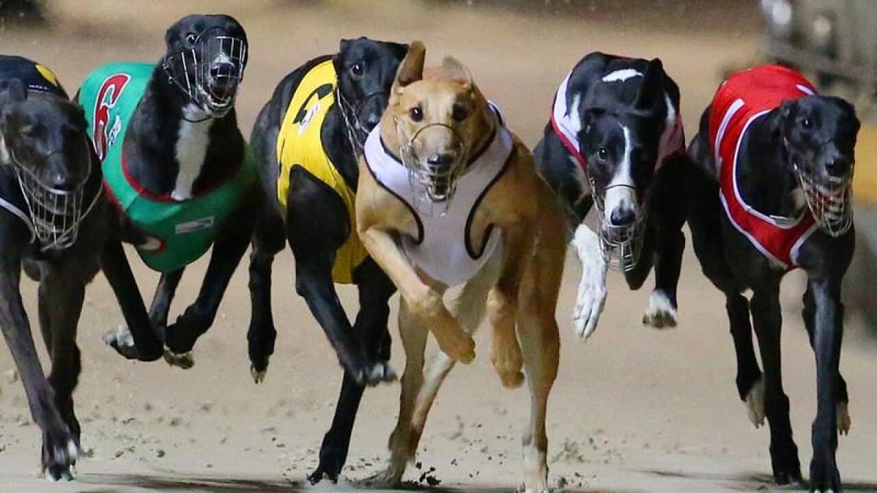 Greyhound dogs during a race