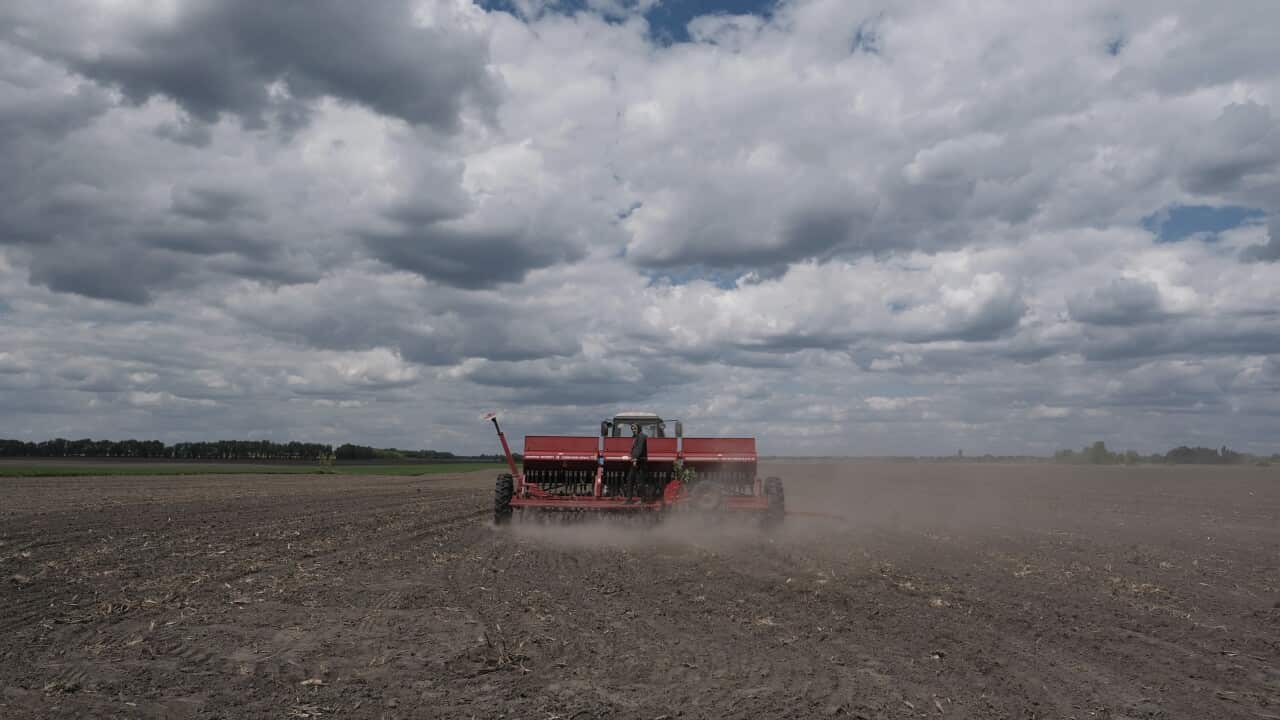 A farm employee planting soybeans at a farm in Rohoziv Village, eastern Kyiv, Ukraine