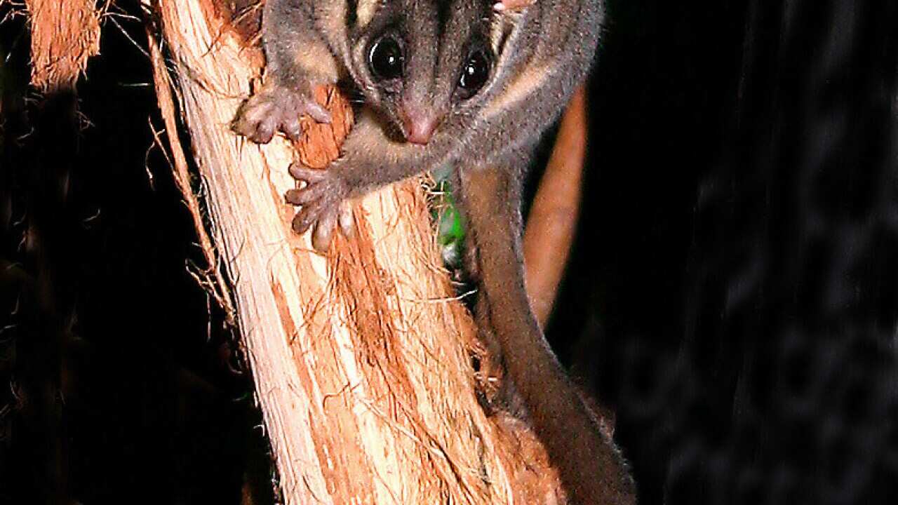 A handout photo supplied Thursday, March 5, 2009 of a leadbeater's possum. Wildlife Victoria fear the Black Saturday bushfires may have wiped out the endangered species all together. (AAP Image/Healesville Sanctuary) NO ARCHIVING, EDITORIAL USE ONLY