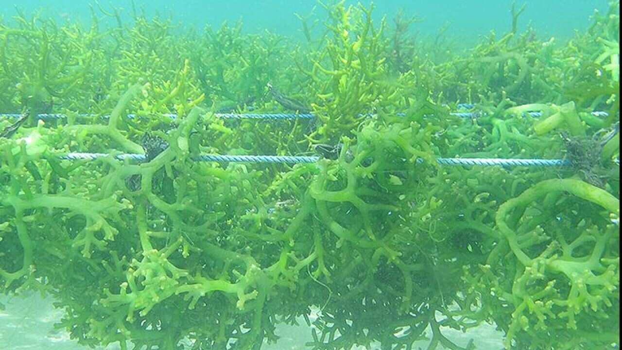Seaweed farming